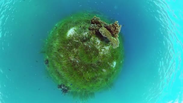 Korallrev med fisk under vatten. Bohol, Filippinerna. 4k-video. — Stockvideo