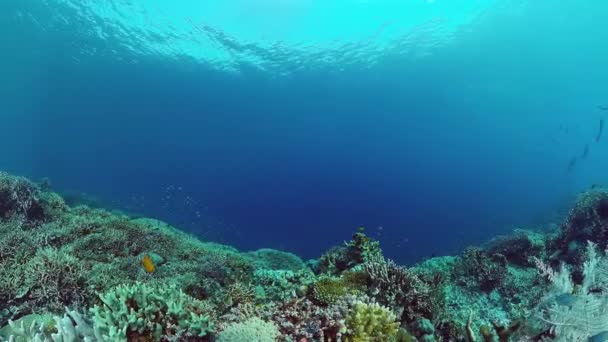 Récif corallien et poissons tropicaux. Panglao, Philippines. Vidéo 4k. — Video