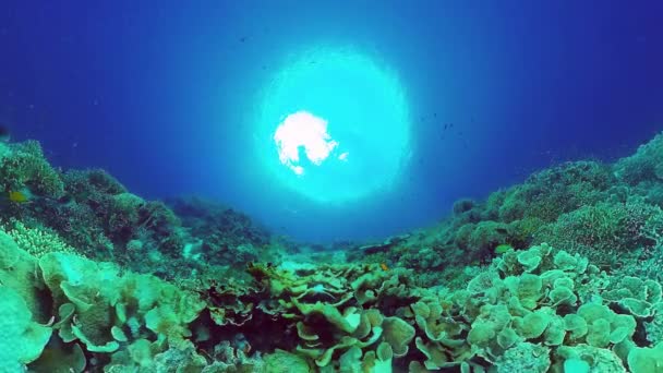 Barriera corallina e pesce tropicale. Panglao, Filippine. 4k video. — Video Stock