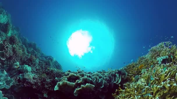 Recifes de coral e peixes tropicais. Bohol, Filipinas. 4k vídeo. — Vídeo de Stock