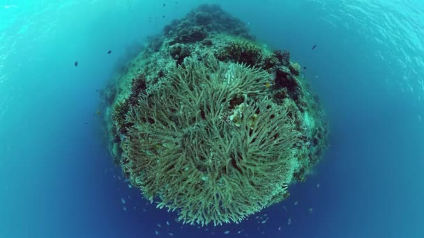 Arrecife de coral y peces tropicales. Panglao, Filipinas. Vídeo 4k. — Vídeo de stock