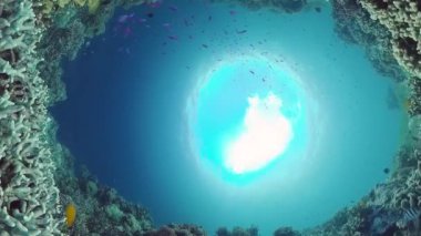 Mercan kayalıkları ve tropikal balıklar. Panglao, Filipinler. 4k video.