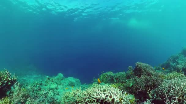Rafa koralowa i tropikalne ryby. Panglao, Filipiny. 4k wideo. — Wideo stockowe