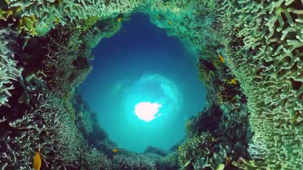 Under vann på et korallrev. Panglao på Filippinene. 4k video. – stockvideo