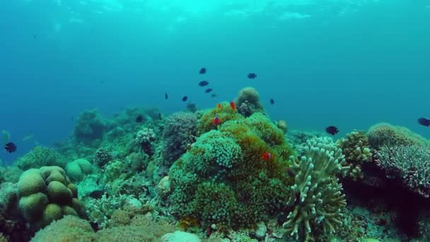 Récif corallien et poissons tropicaux. Panglao, Philippines. Vidéo 4k. — Video