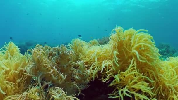 Mercan kayalıkları ve tropikal balıklar. Bohol, Filipinler. 4k video. — Stok video