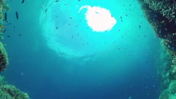 Коралловый риф и тропические рыбы под водой. Бохоль, Панглао, Филиппины. 4k видео. — стоковое видео