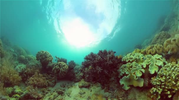 Barriera corallina e pesci tropicali sott'acqua. Filippine. — Video Stock