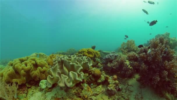 Коралловый риф с рыбой под водой. Филиппины. — стоковое видео
