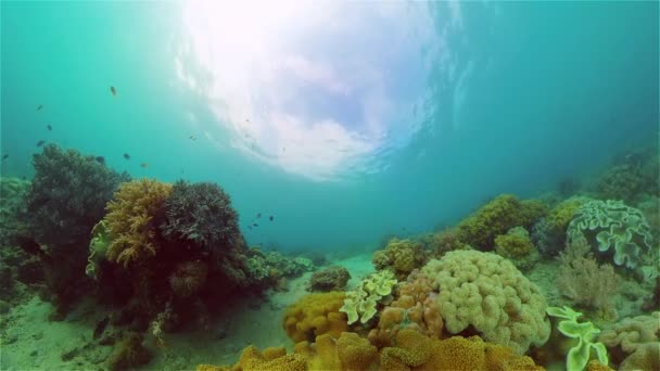 Barriera corallina e pesci tropicali sott'acqua. Filippine. — Video Stock