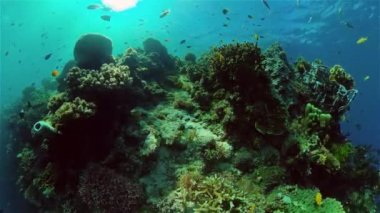 Mercan kayalıkları ve tropikal balıklar. Filipinler.