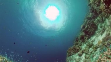 Suyun altında balıklı mercan kayalıkları. Filipinler.