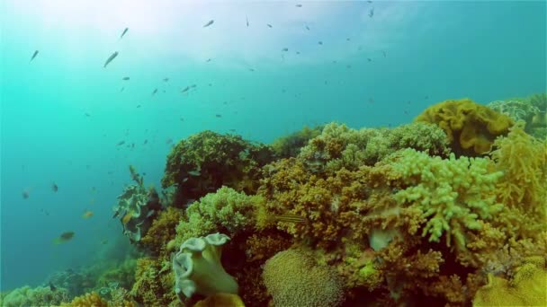 Arrecife de coral y peces tropicales. Filipinas. — Vídeos de Stock