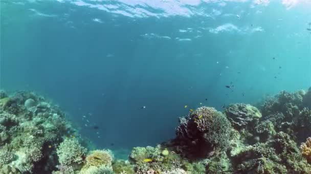 Récif corallien et poissons tropicaux. Philippines. — Video