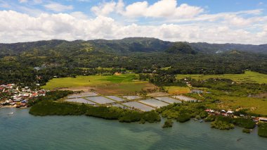 Tropikal bitki örtüsü olan tepeler ve dağlar. Bohol, Filipinler.