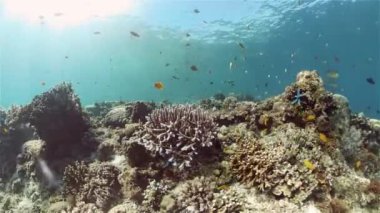 Mercan kayalıkları ve tropikal balıklar. Filipinler.