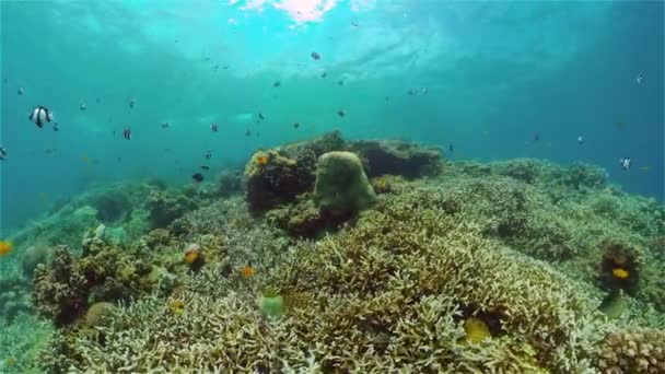 Recifes de corais e peixes tropicais subaquáticos. Filipinas. — Vídeo de Stock