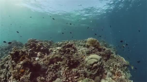 Récif corallien et poissons tropicaux. Philippines. — Video