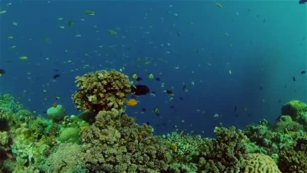 Le monde sous-marin d'un récif corallien. Philippines. — Video