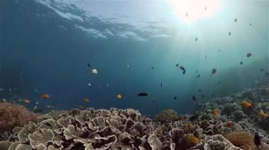 Mercan resifi ve tropikal balıklar su altında. Filipinler.