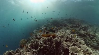 Mercan kayalıkları ve tropikal balıklar. Filipinler.