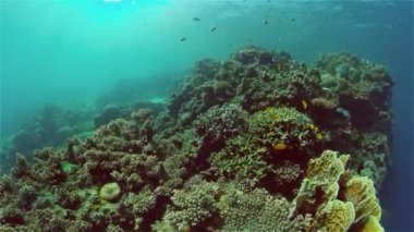 Suyun altında balıklı mercan kayalıkları. Filipinler.