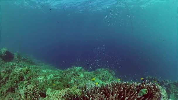 Récif corallien et poissons tropicaux. Philippines. — Video