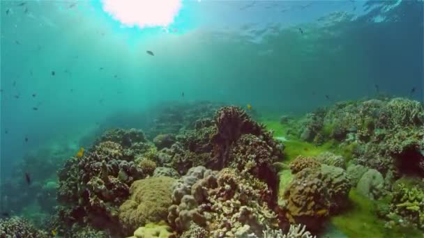 Recifes de coral com peixes subaquáticos. Filipinas. — Vídeo de Stock