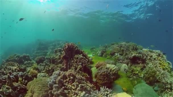 산호초와 열대어입니다. 필리핀. — 비디오