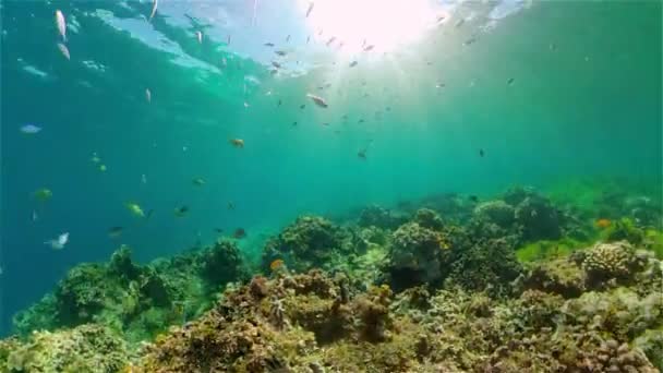 Коралловый риф и тропические рыбы под водой. Филиппины. — стоковое видео