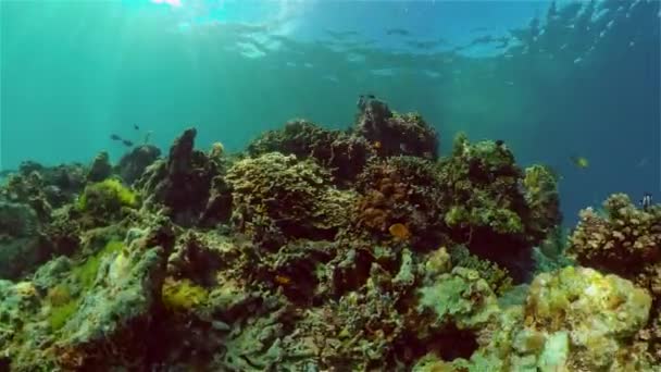 O mundo subaquático de um recife de coral. Filipinas. — Vídeo de Stock
