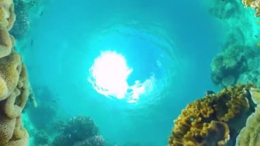 Mercan kayalıkları ve tropikal balıklar. Bohol, Filipinler.