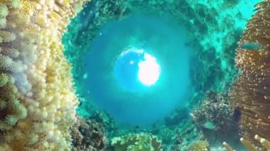 Mercan resiflerinin sualtı dünyası. Panglao, Filipinler.