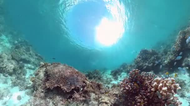 The underwater world of a coral reef. Panglao, Philippines. — Stock Video