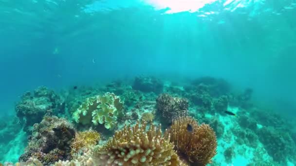 Le monde sous-marin d'un récif corallien. Panglao, Philippines. — Video