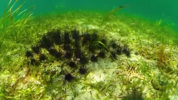 Seeigel im klaren Wasser. — Stockvideo