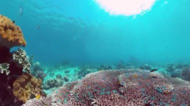 Mercan resifi ve tropikal balıklar su altında. Bohol, Panglao, Filipinler.