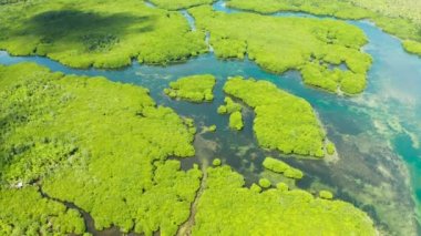 Mangrove ormanının ve nehrin havadan görünüşü.