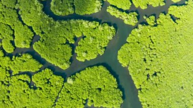 Mangrove ormanının ve nehrin havadan görünüşü.