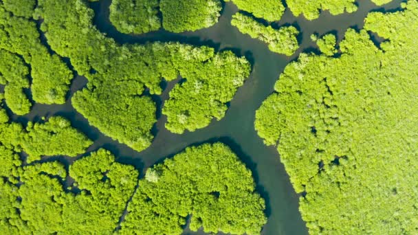 Вид с воздуха на мангровый лес и реку. — стоковое видео