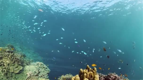 Koraalrif en tropische vissen onder water. Filippijnen. — Stockvideo