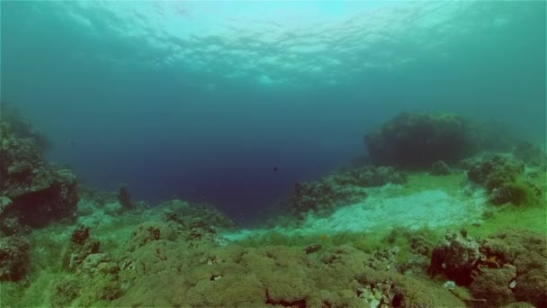 Récif corallien et poissons tropicaux. Philippines. — Video