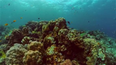 Mercan resifi ve tropikal balıklar su altında. Filipinler.