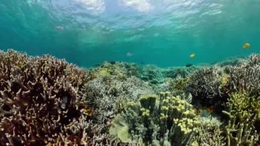 Suyun altında balıklı mercan kayalıkları. Camiguin, Filipinler