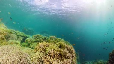 Mercan resifi ve tropikal balıklar su altında. Camiguin, Filipinler