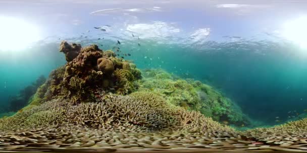 Korallrev och tropisk fisk under vatten 360VR. Camiguin, Filippinerna — Stockvideo