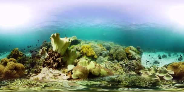 Koraalrif en tropische vissen onder water 360VR. Camiguin, Filipijnen — Stockvideo