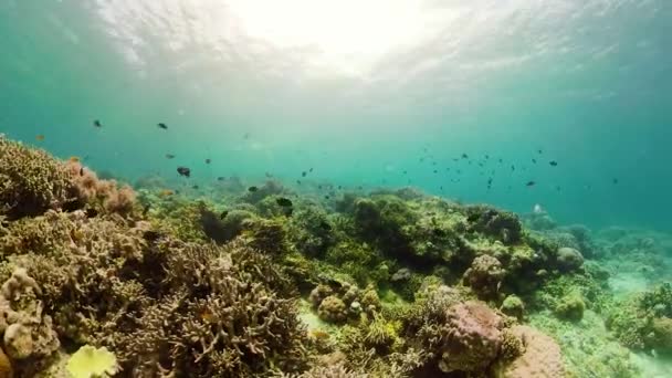 Κοραλλιογενής ύφαλος και τροπικά ψάρια. Camiguin, Φιλιππίνες — Αρχείο Βίντεο