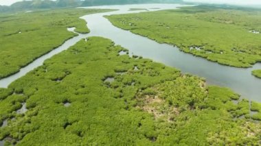 Mangrove ormanının ve nehrin havadan görünüşü.