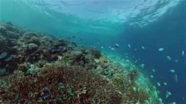 Mercan kayalıkları ve tropikal balıklar. Filipinler.